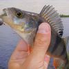 Какая рыба клюет на осенней рыбалке?